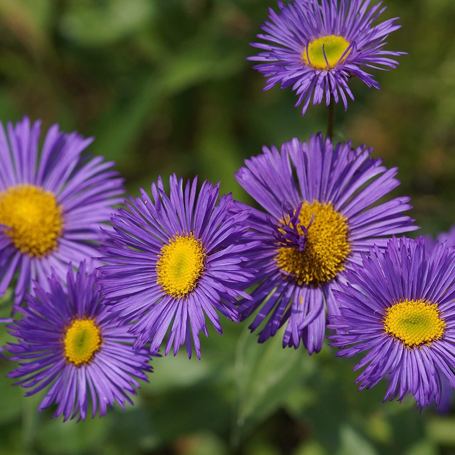 Сложноцветные ягоды. Мелколепестник Альпийский. Астра Альпийская (Aster Alpinus). Мелколепестник Блау. Эригерон Альпийский.