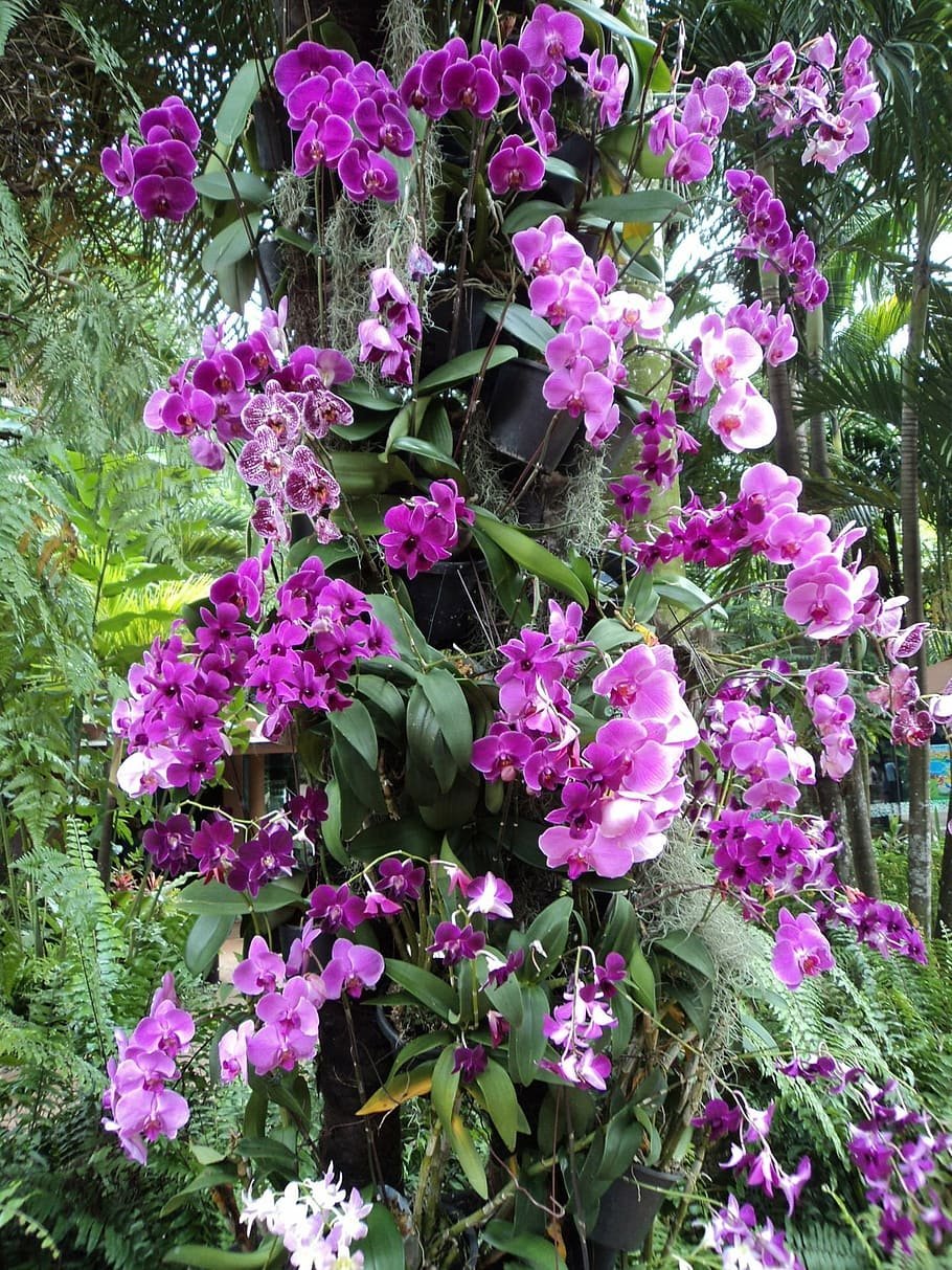 Трициртис (Садовая Орхидея) Пурпл