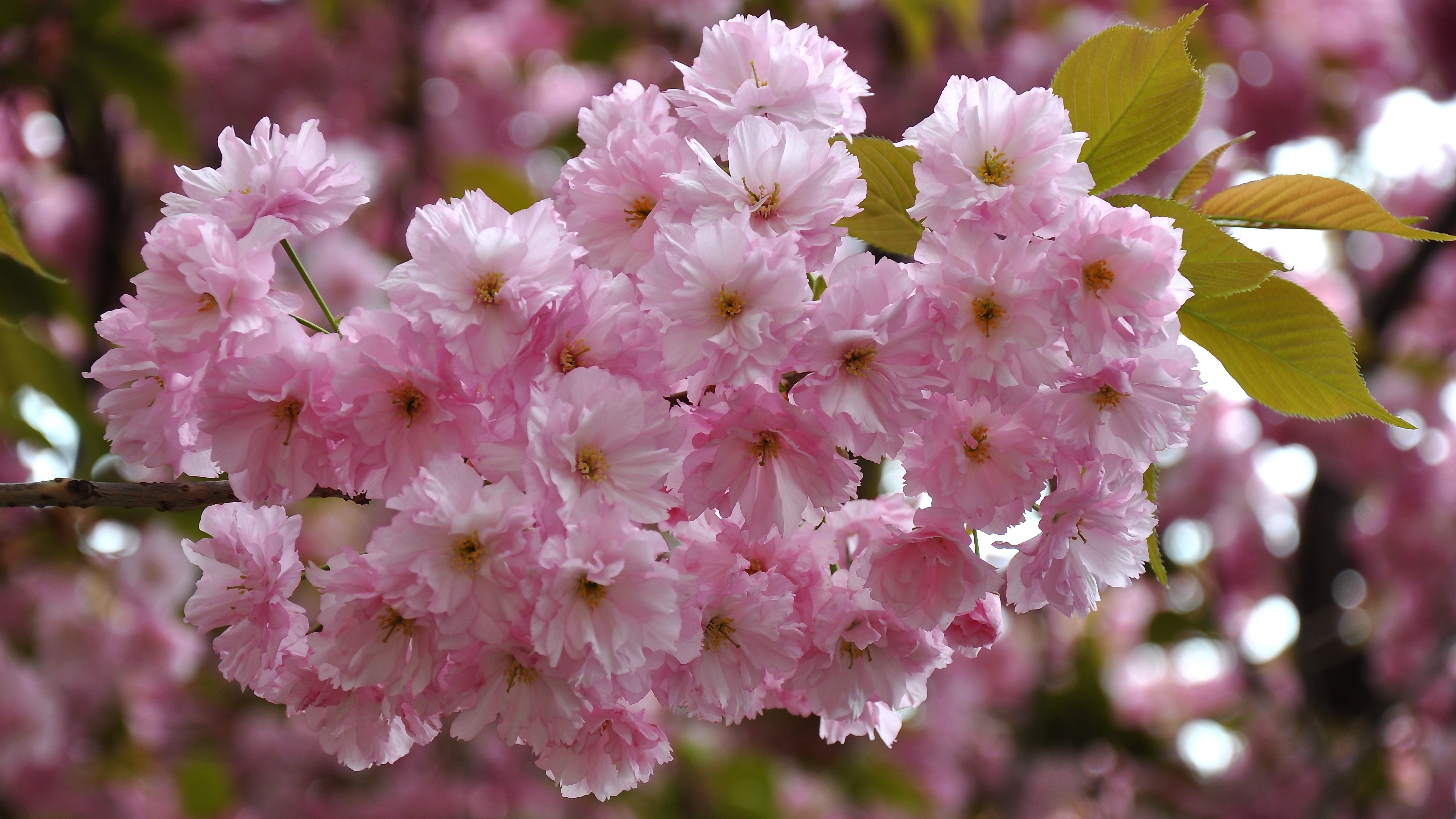 Розовая вишня букв. Цветущая вишня. Розовая вишня. Красивоцветущие растения. Цветение деревьев весной.