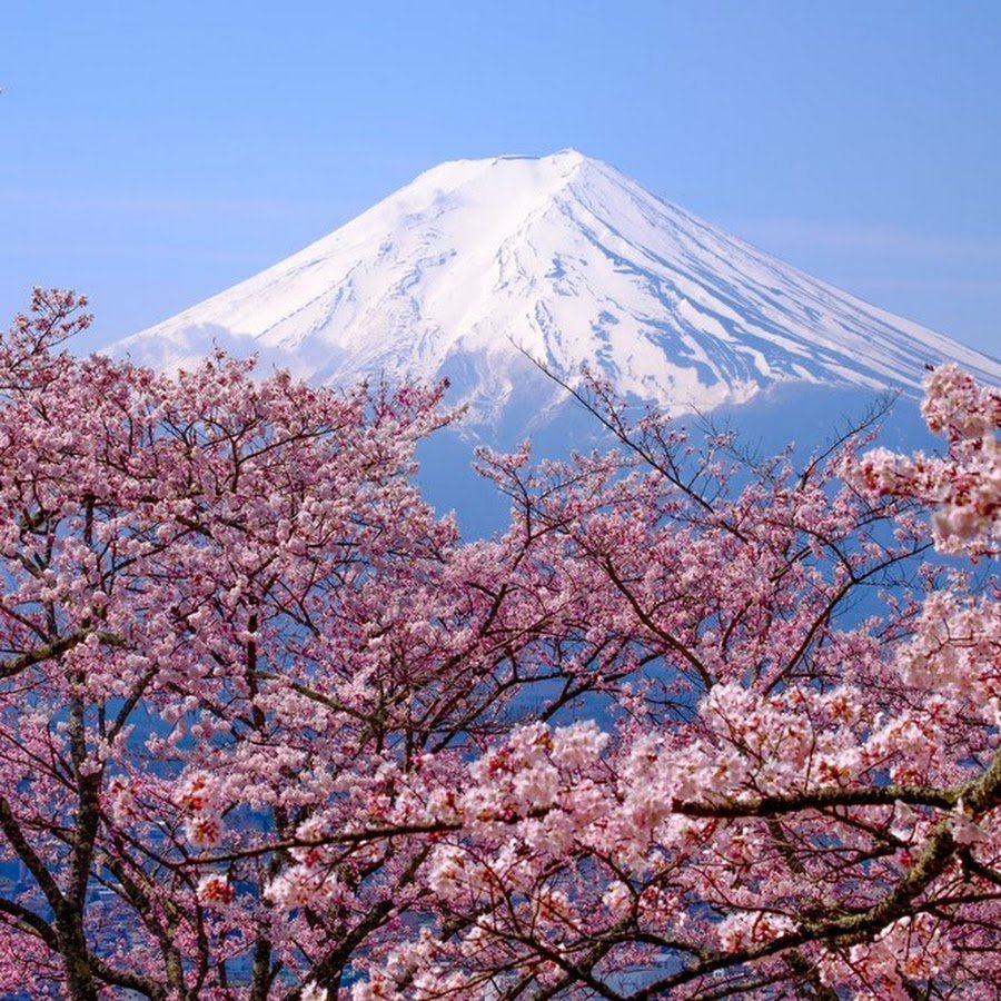 Горы Японии фото Сакура