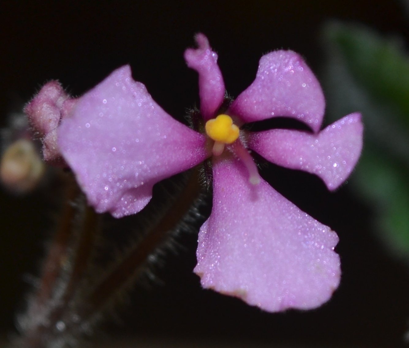 Фиалка Pink African Violet