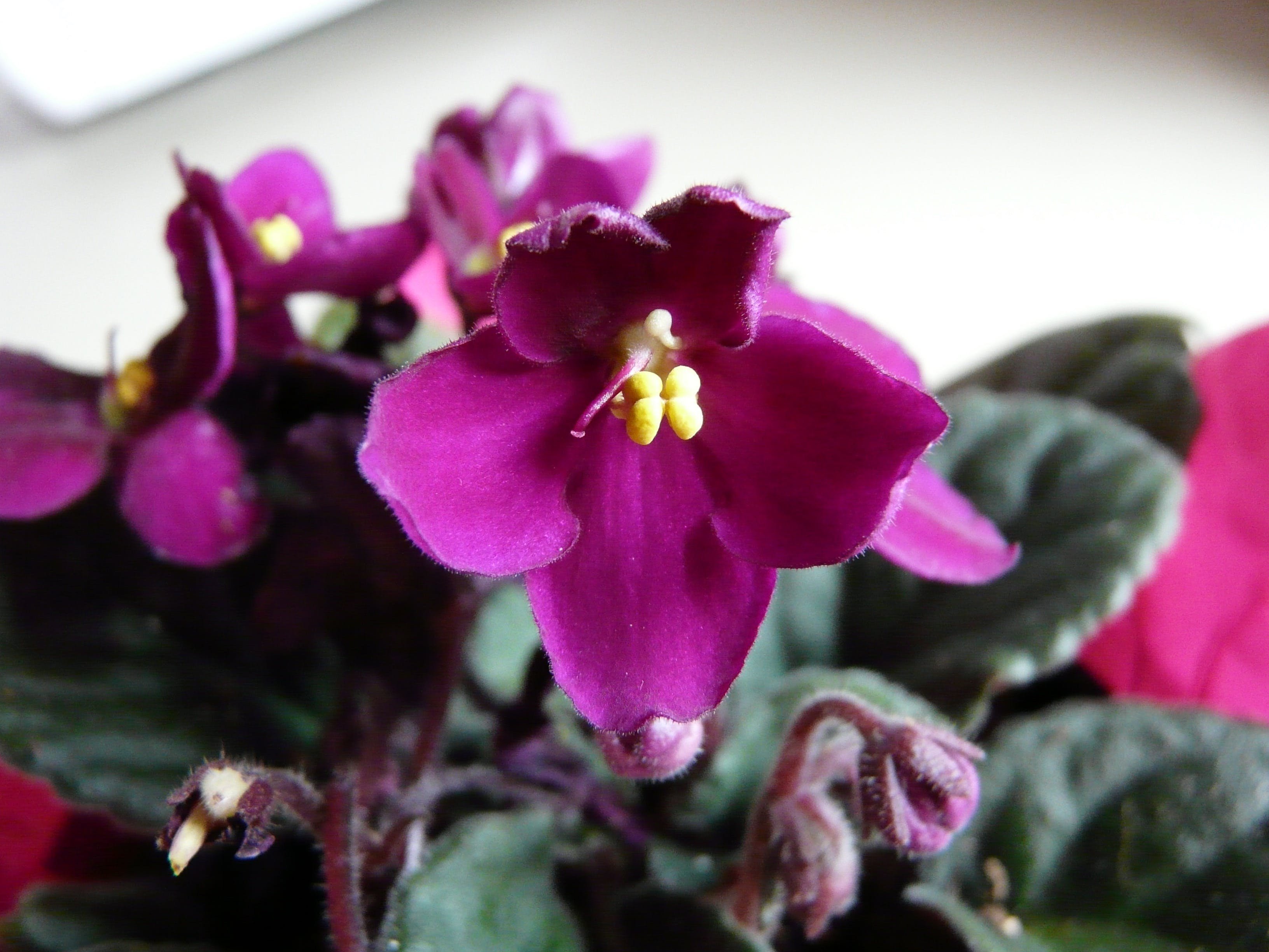 Фиалка Pink African Violet