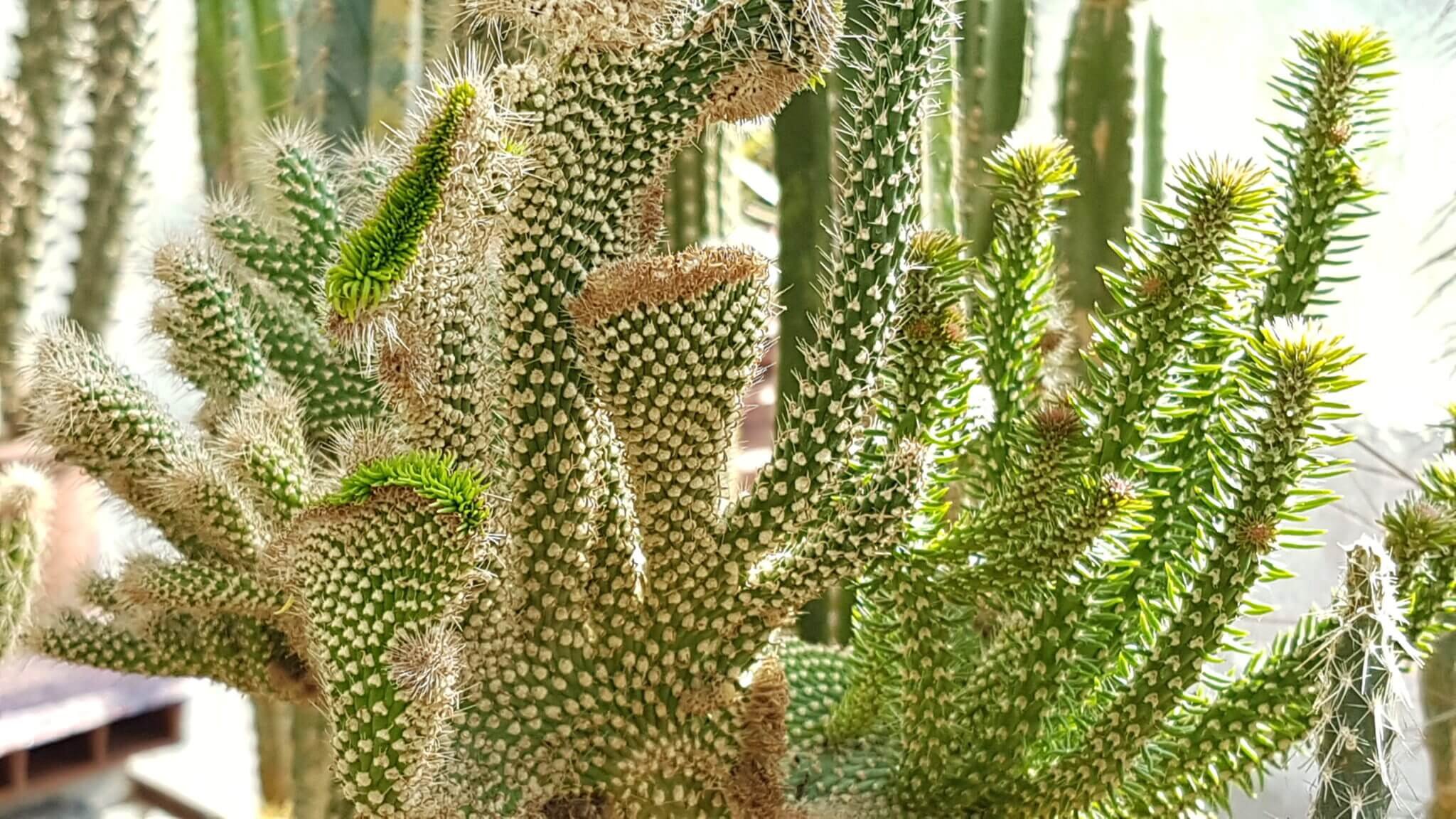 Cactaceae Кактус икеа