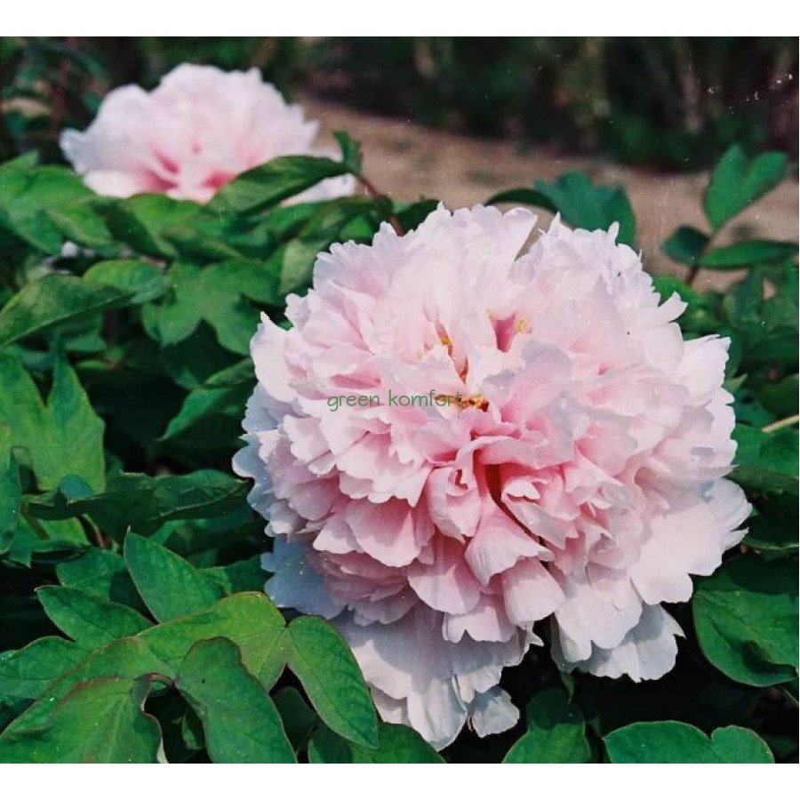 Пион древовидный букет розовых гвоздик (Paeonia suffruticosa "Zhao Fen)