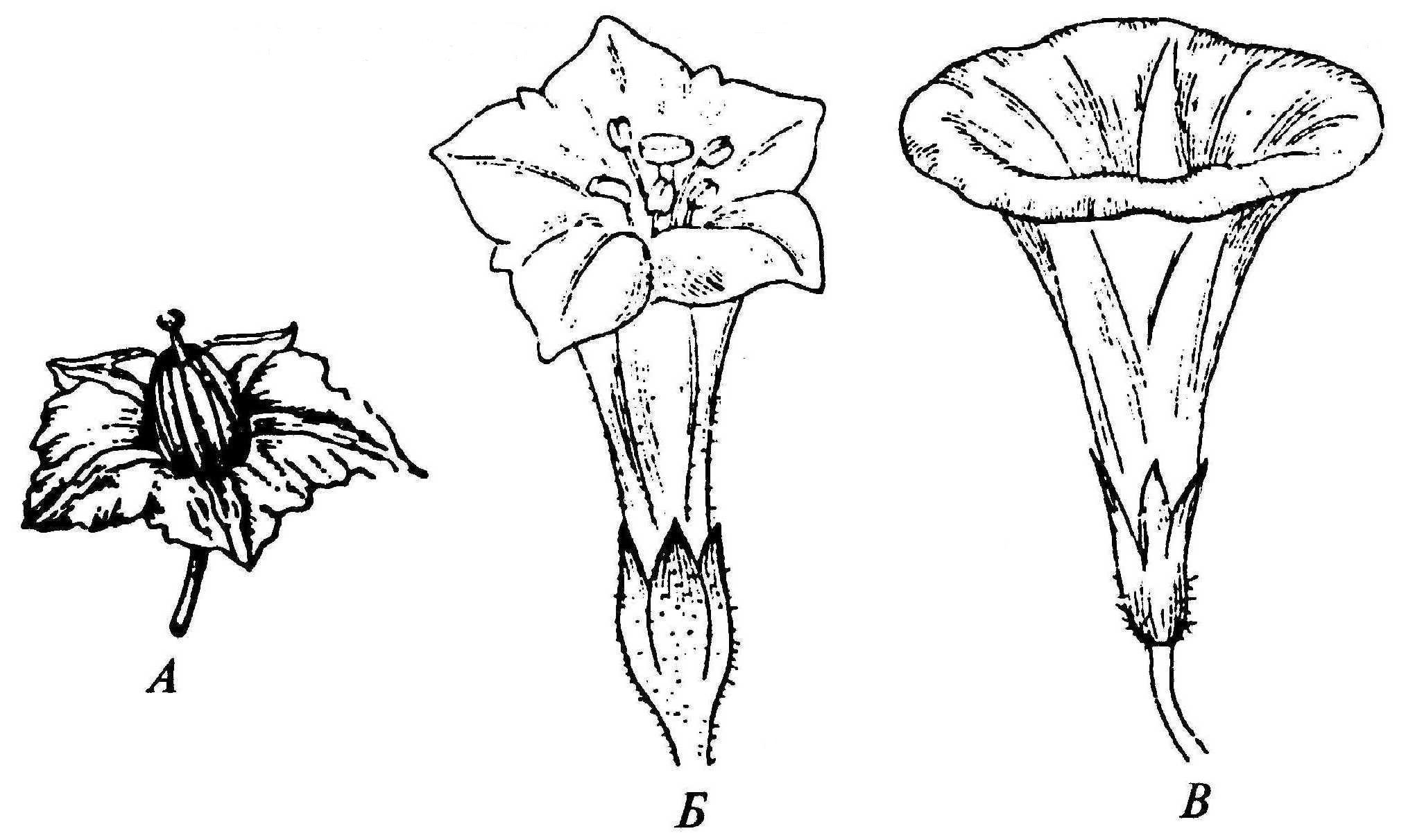 Мужской цветок схема. Околоцветник пасленовых. Венчик пасленовых. Воронковидный цветок сложноцветных. Воронковидный венчик Пасленовые.