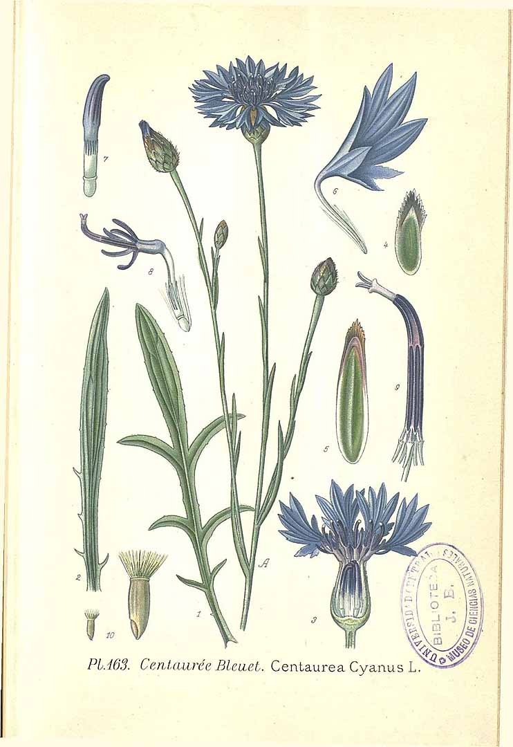 Василек синий ботаника