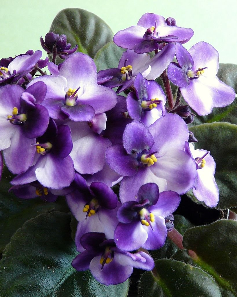 Фиалка Purple African Violet