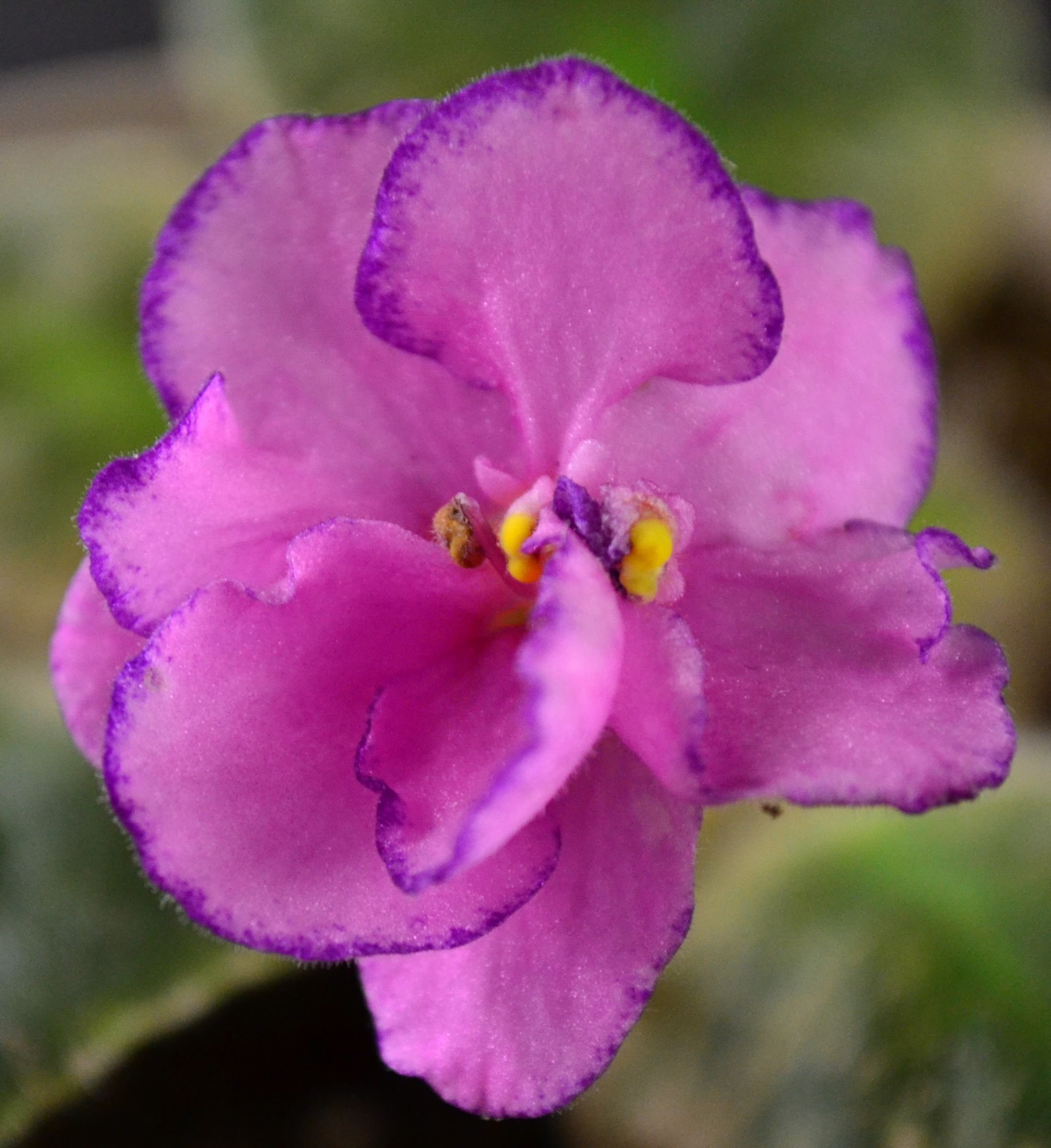 Фиалка темно фиолетовая. Фиалка African Violet. Фиалка Африкан Виолет. Фиолетовый Кардинал фиалка.