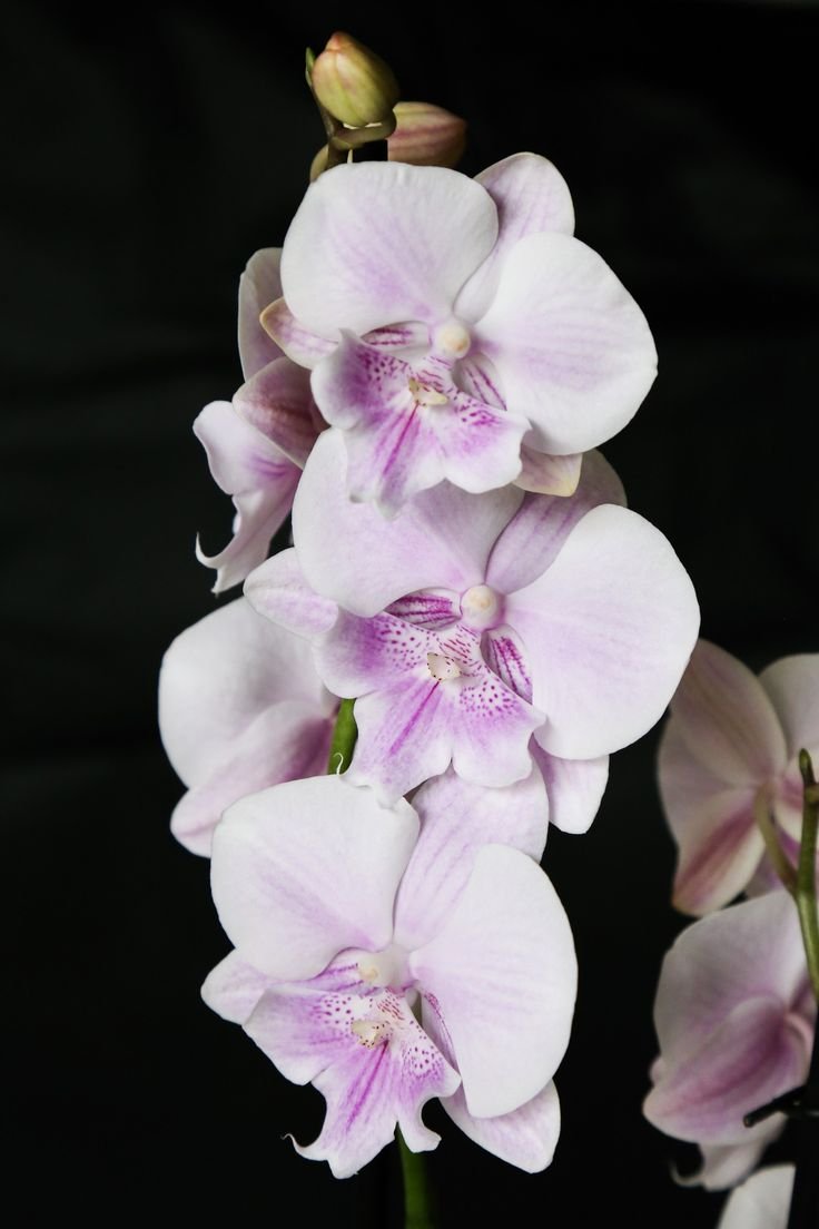 Орхидея Phalaenopsis big Lip