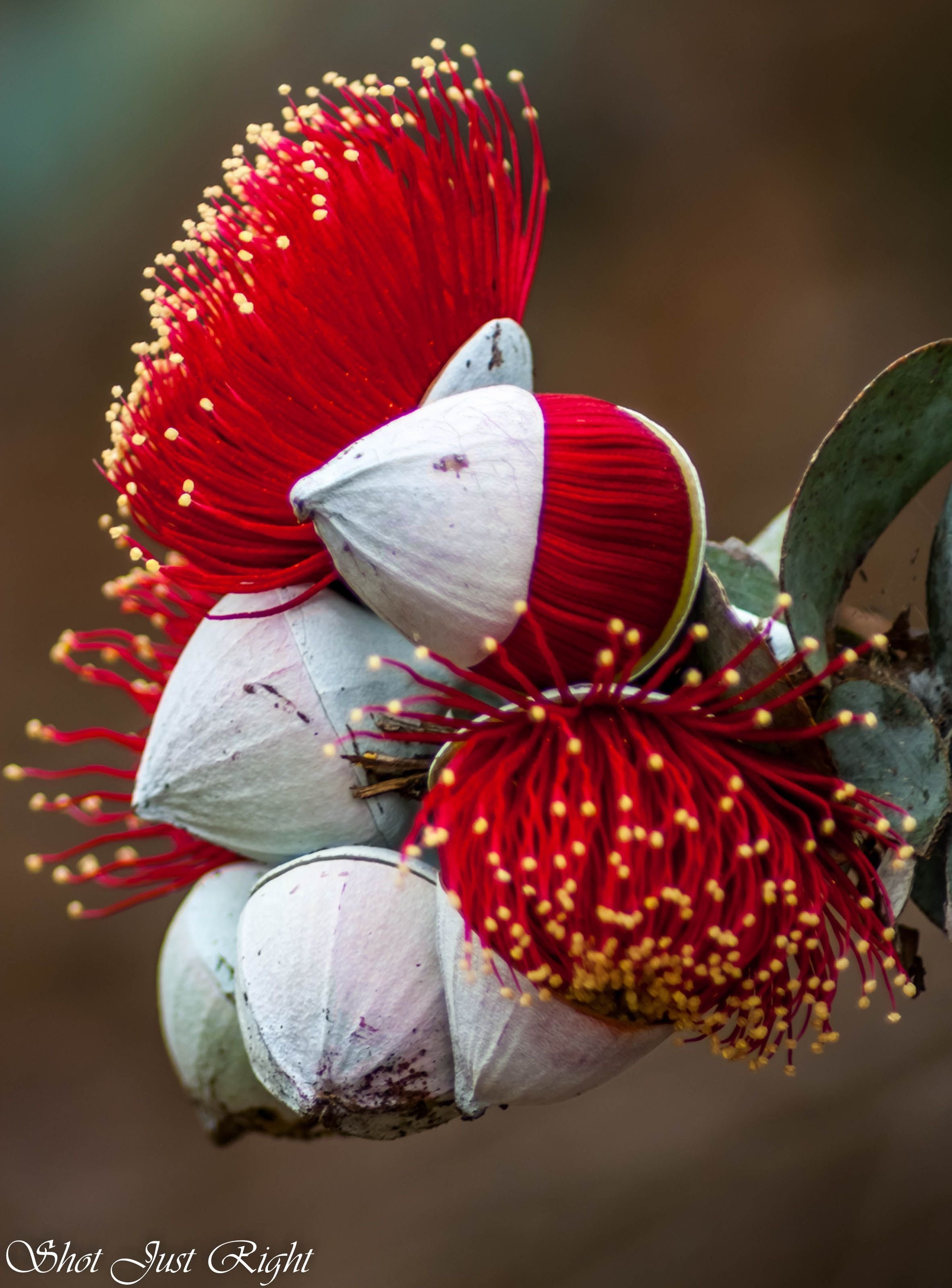 Eucalyptus rhodantha