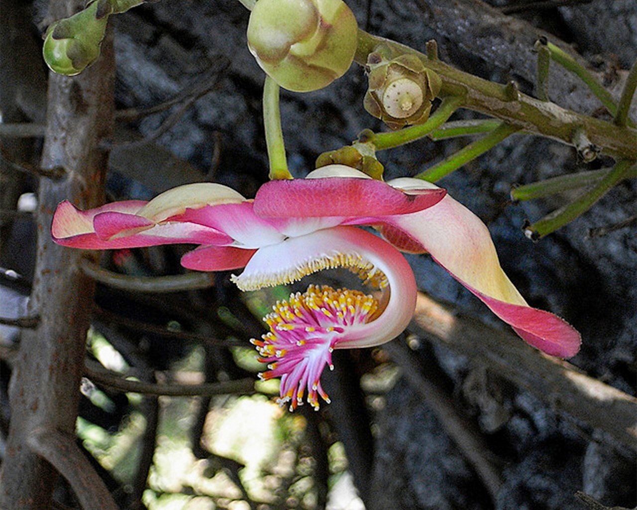 Couroupita guianensis С†РІРµС‚РѕРє