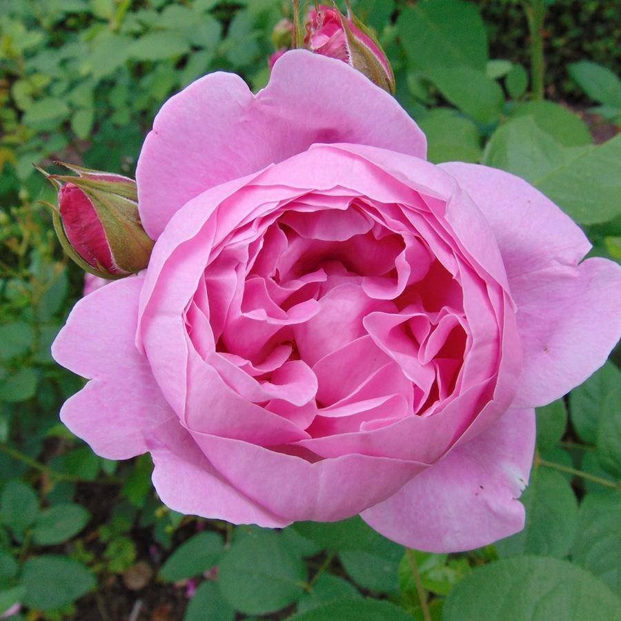 Мэри Роуз Mary Rose роза
