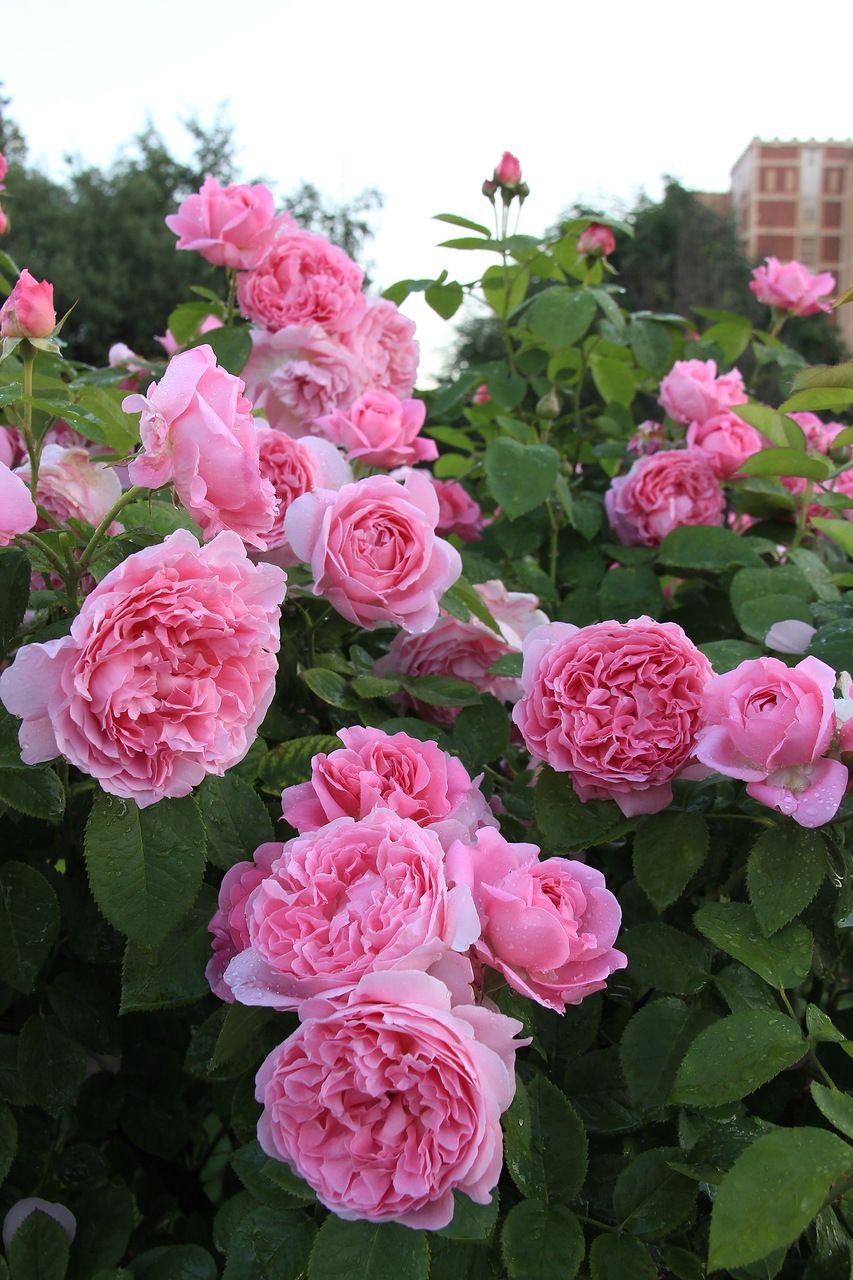 Роза английская Парковая Мэри Роуз