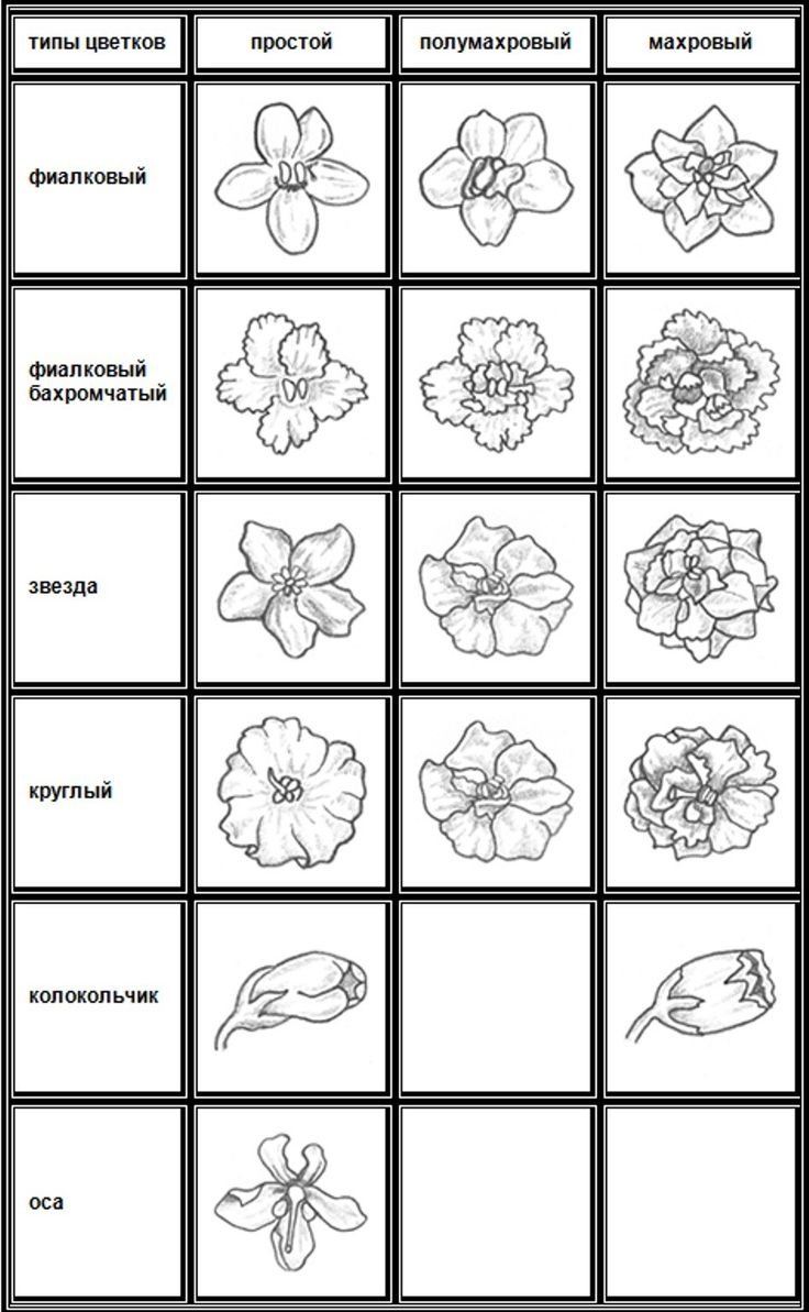 Классификация формы цветков фиалки