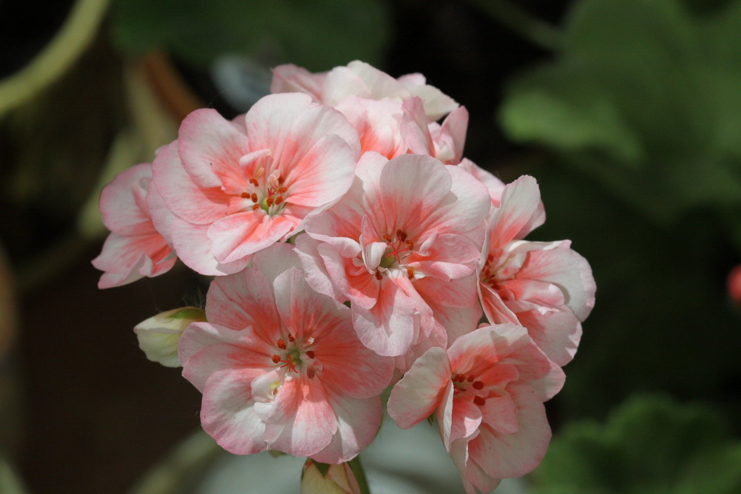 Розовый рассвет пеларгония фото и описание