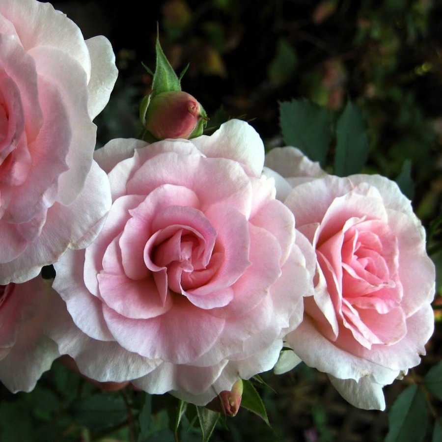 Плетистые розы Эден Роуз