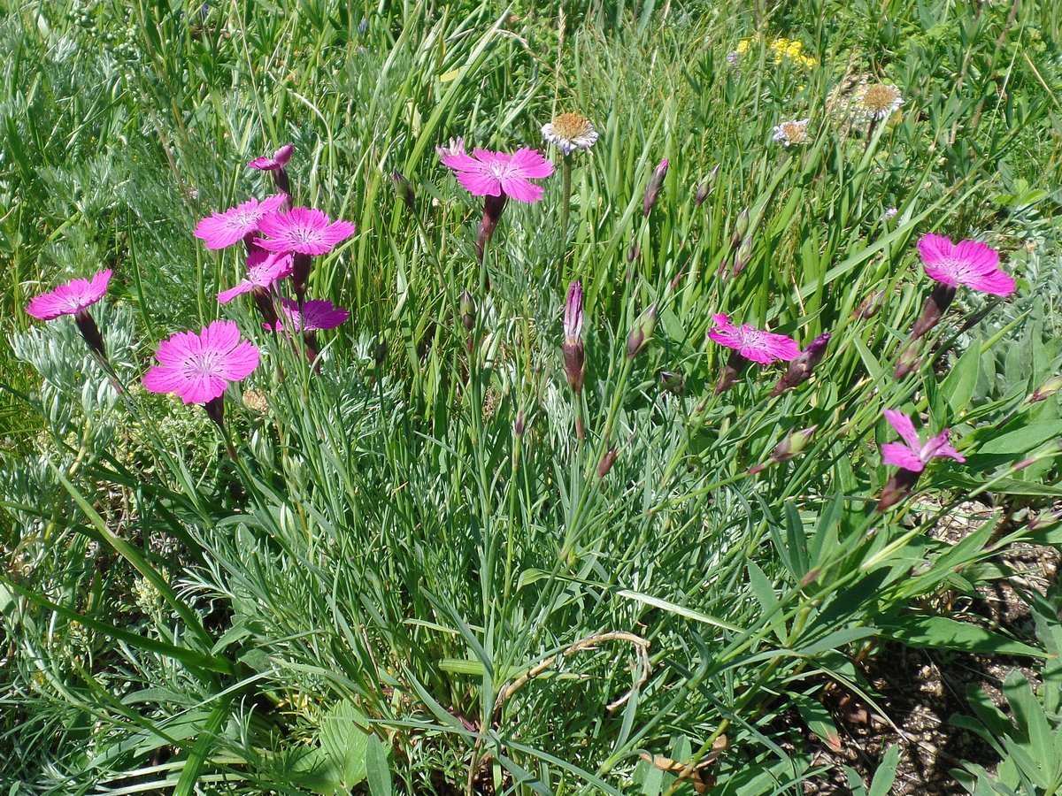 Маточной гвоздики. Гвоздика травянка (Dianthus deltoides). Гвоздика травянка Луговая. Гвоздика разноцветная ( Dianthus versicolor). Гвоздика Степная.