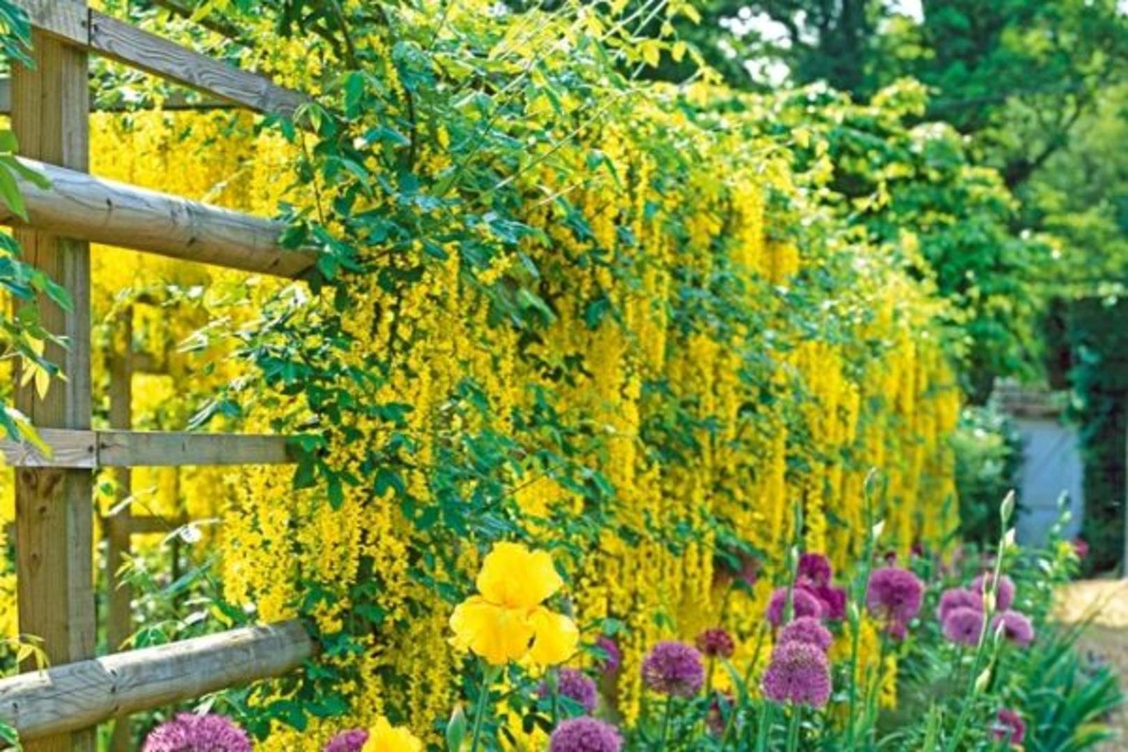 Желтые цветы для дачи. Живая изгородь Вьюнок. Многолетники вьющиеся быстрорастущие. Клематис на заборе.