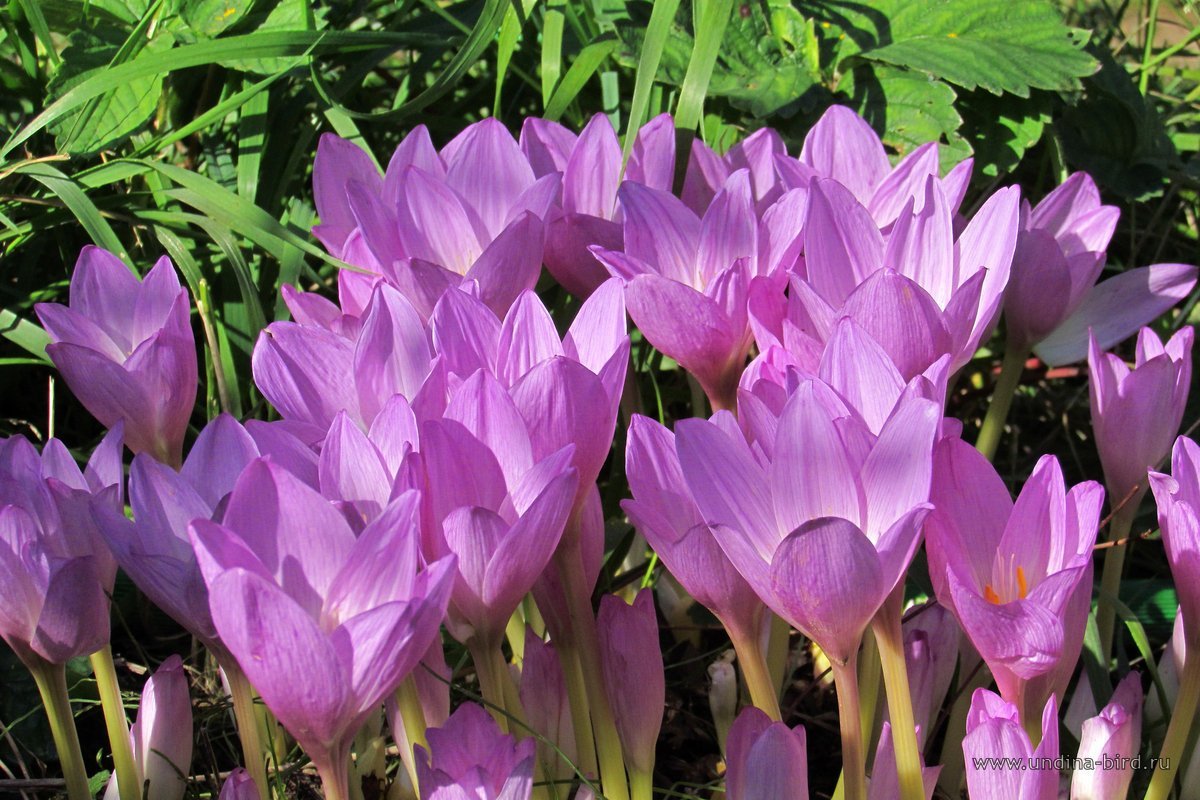 Безвременник великолепный Colchicum speciosum Stev