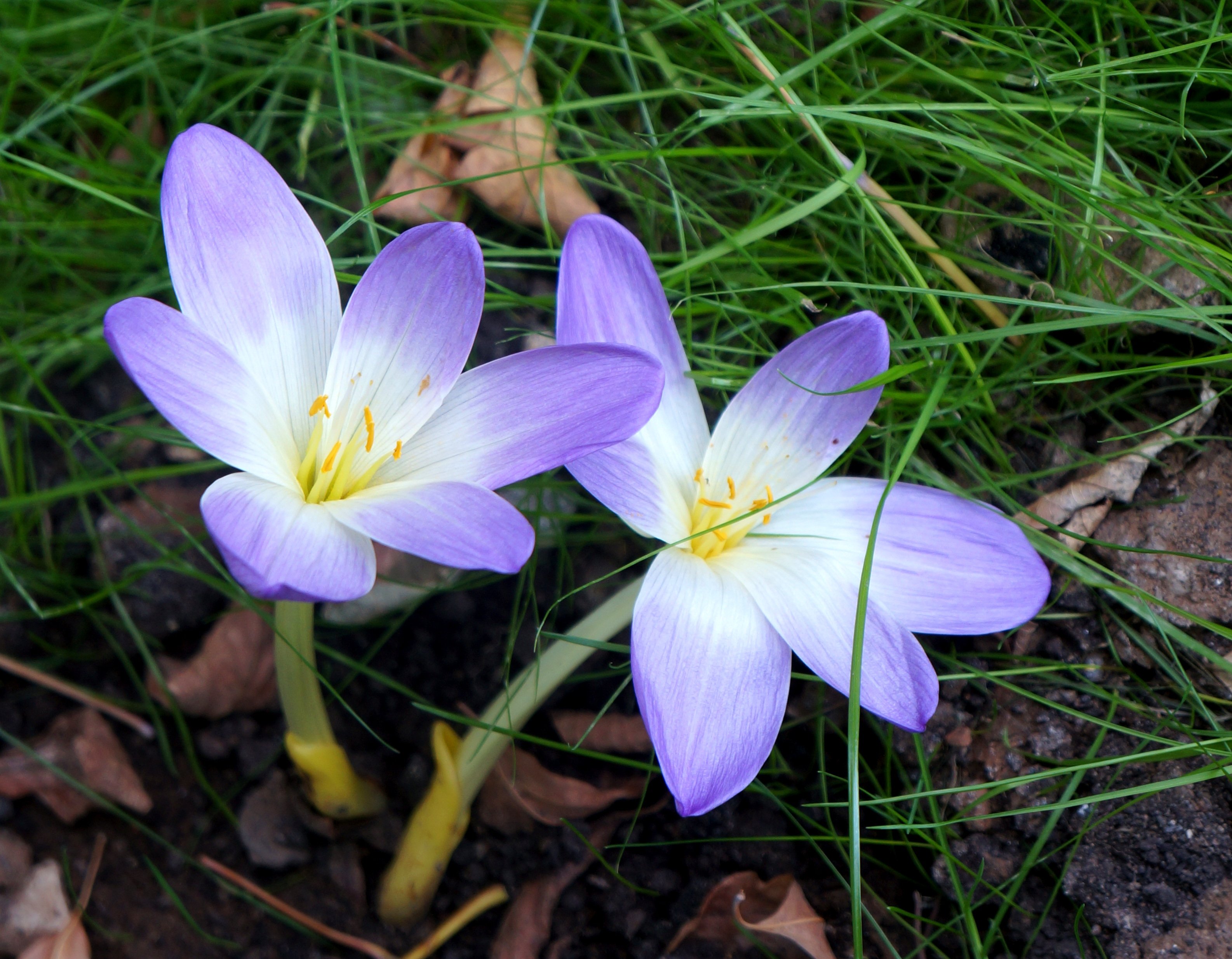 Безвременник великолепный Colchicum speciosum Stev