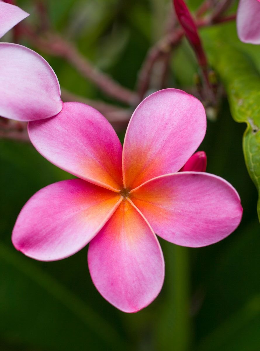 Цветок Тайланда Плюмерия