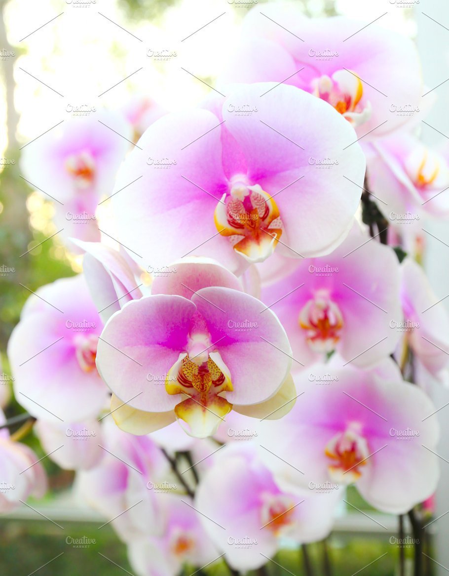 Орхидея фаленопсис Дебора