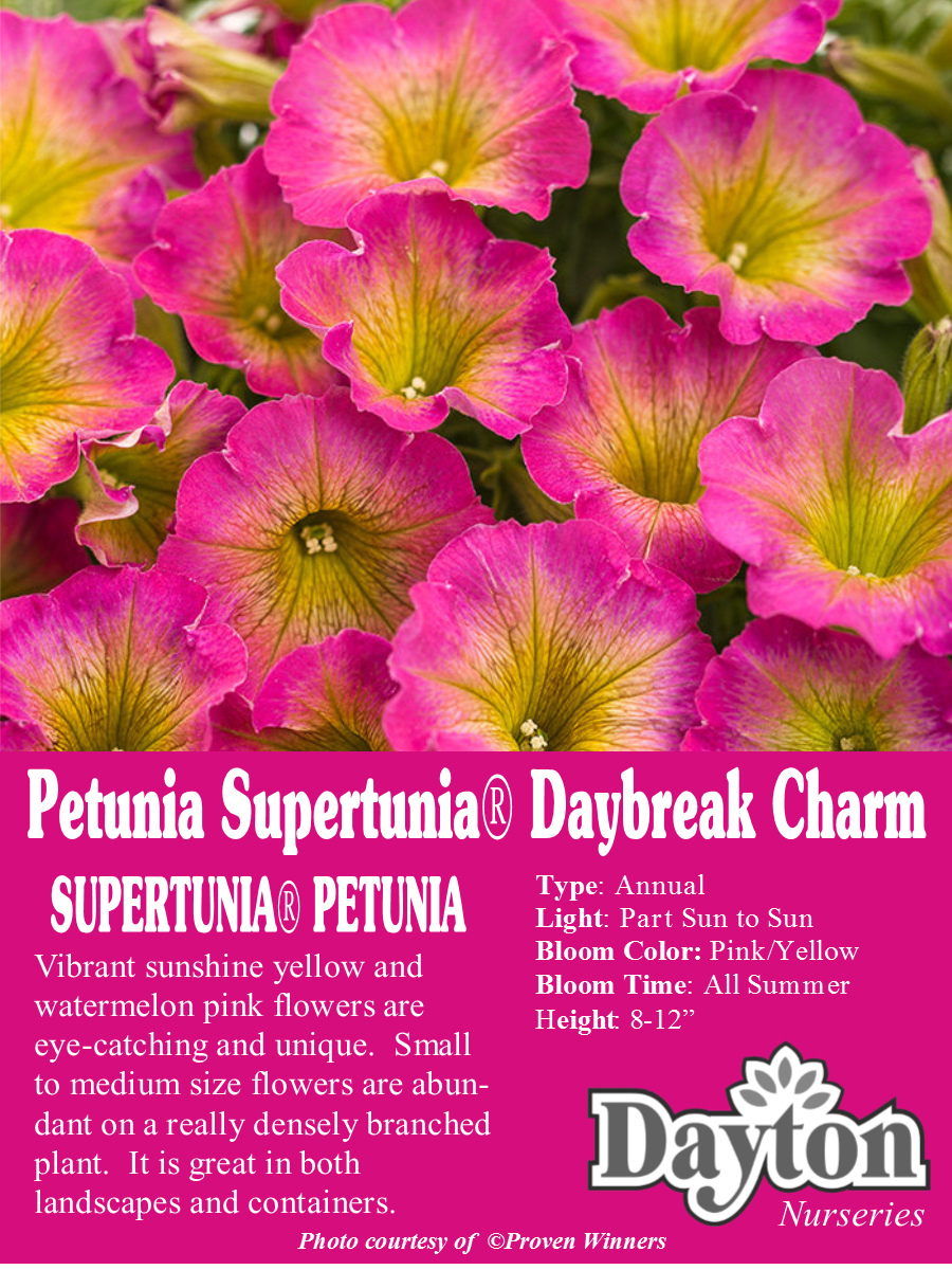 Петуния Sweetunia Burgundy Gem