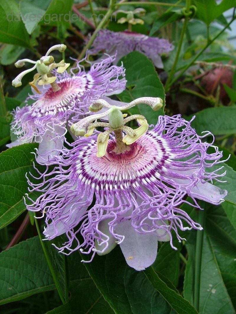 Пассифлора hybride Purple