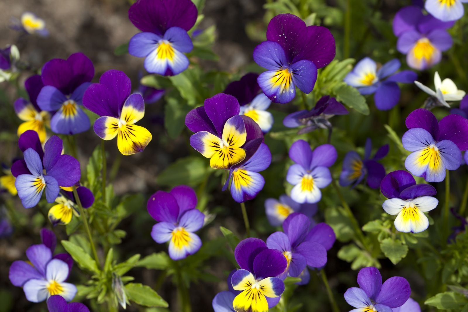 Цветы виола многолетняя. Виола Анютины глазки многолетние. Анютины глазки цветы многолетние. Виола рогатая (Viola cornuta) "Penny f1" (Purple Picotee). Фиалка трёхцветная Анютины глазки.
