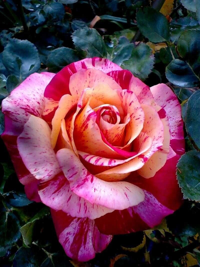 Роза чайно-гибридная "Валентино"