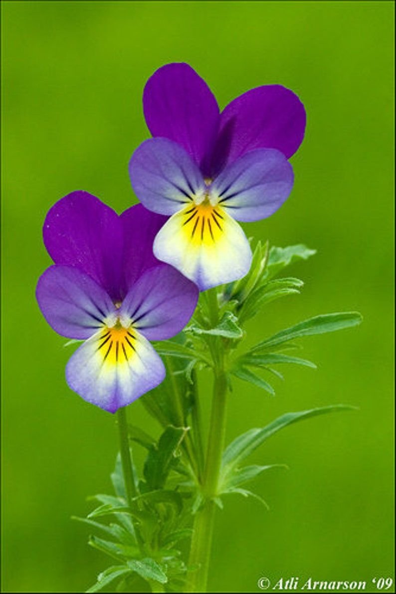 Viola Tricolor l. фиалка трехцветная