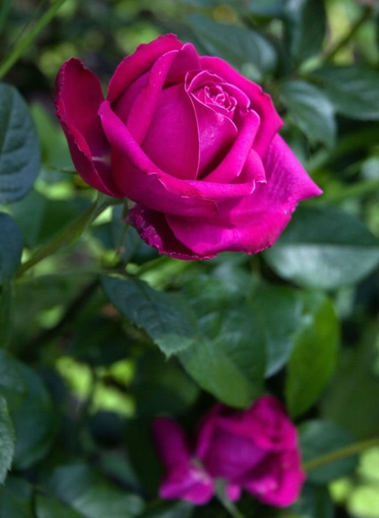Роза чайно-гибридная senteur Royale