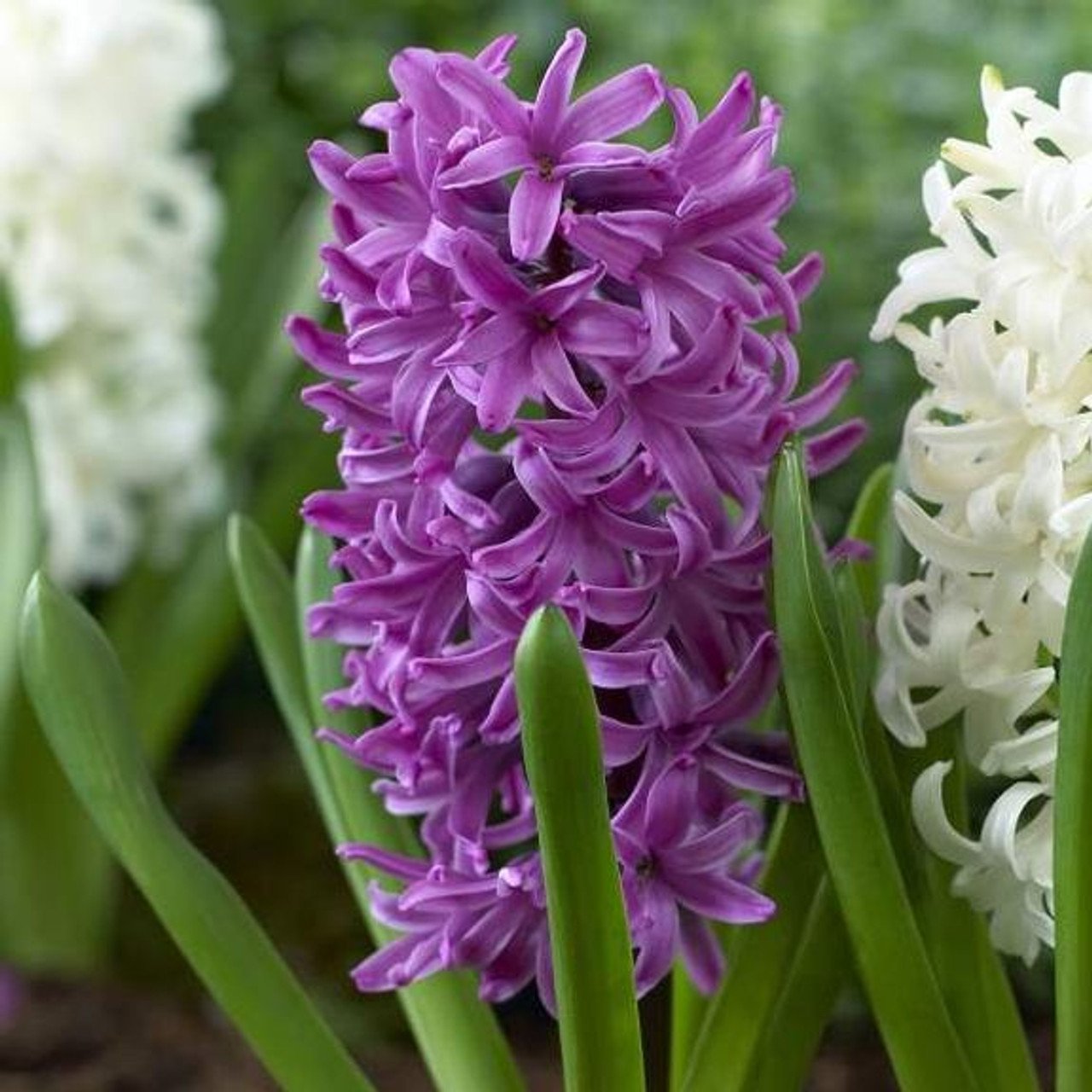 Purple hyacinth. Гиацинт перпл сенсейшен. Гиацинт Пурпл сенсейшен. Гиацинт Purple Sensation. Гиацинт садовый перпл сенсейшен.