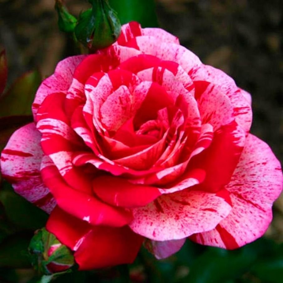 Роза флорибунда Leonardo da Vinci
