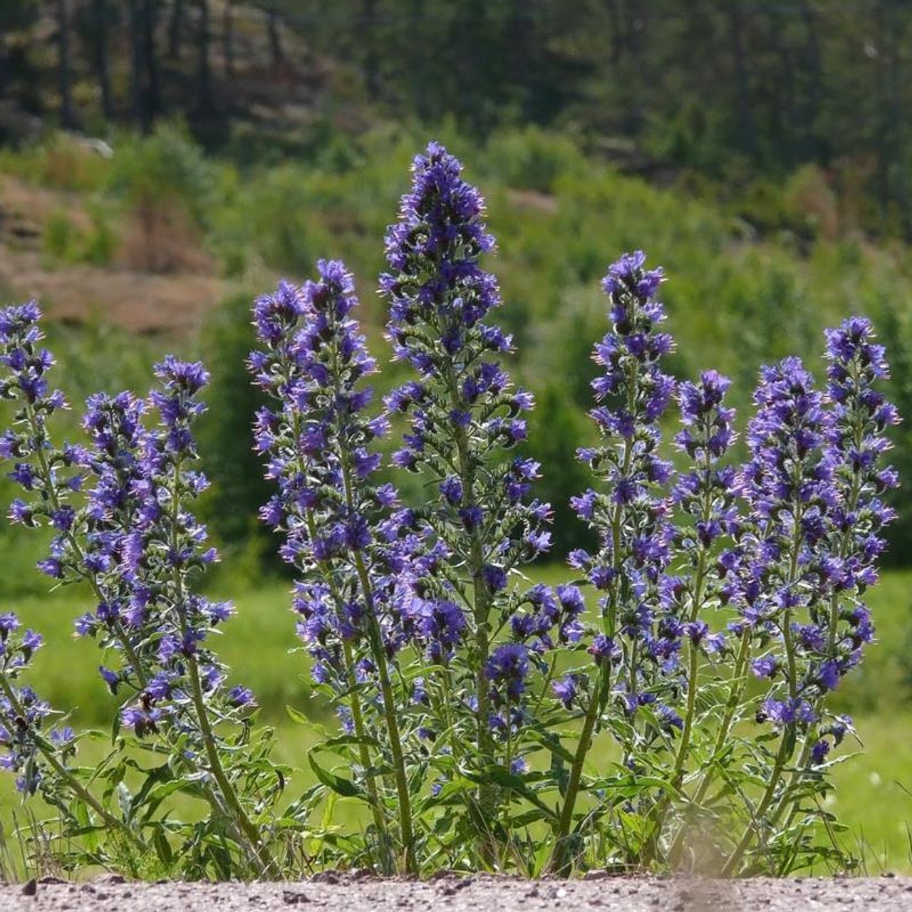 Echium vulgare синяк обыкновенный