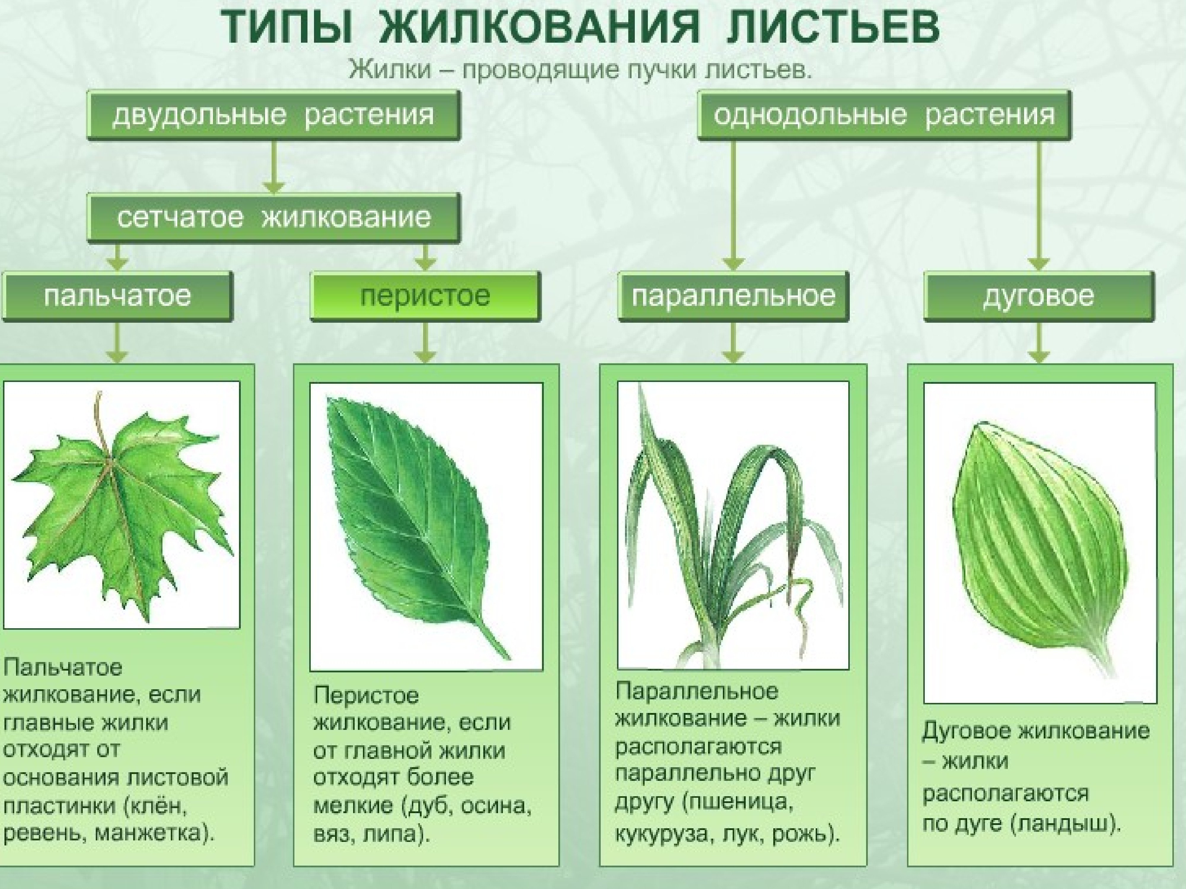 Анатомическое строение листовой пластинки двудольных растений приведите рисунок