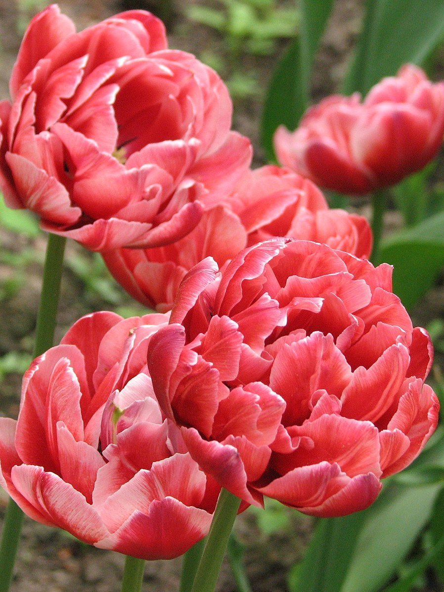 Пионовидный тюльпан
