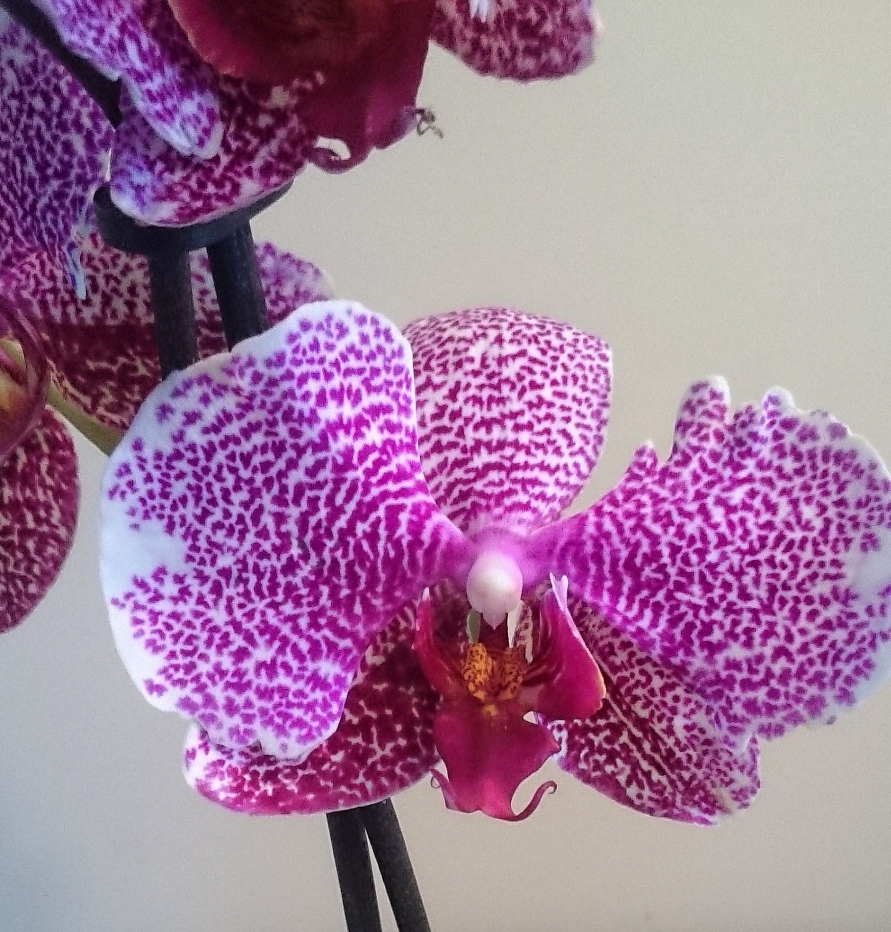 Орхидея Phalaenopsis Purple Dust