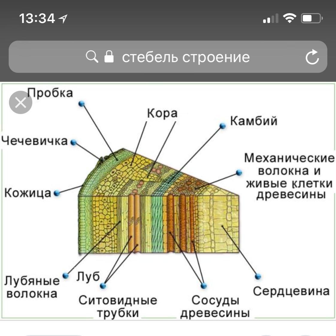 Дано поперечное сечение стебля растения рассмотри рисунок и дополни текст