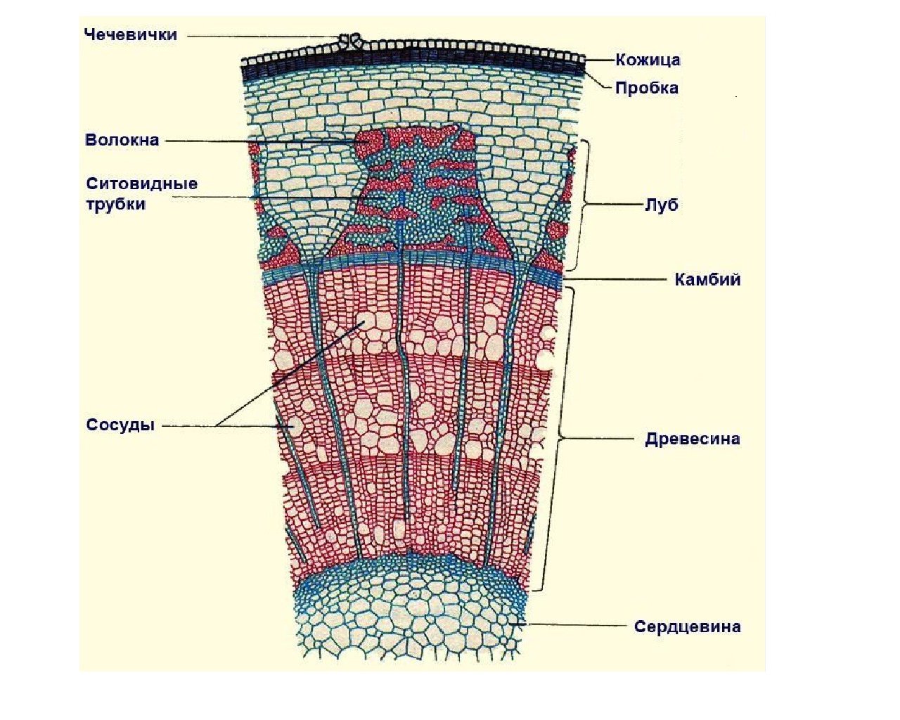 Сердцевина какая ткань. Анатомическое строение стебля древесных растений. Поперечный срез стебля древесного растения строение. Строение стебля дерева на поперечном срезе. Строение поперечного среза древесного стебля.