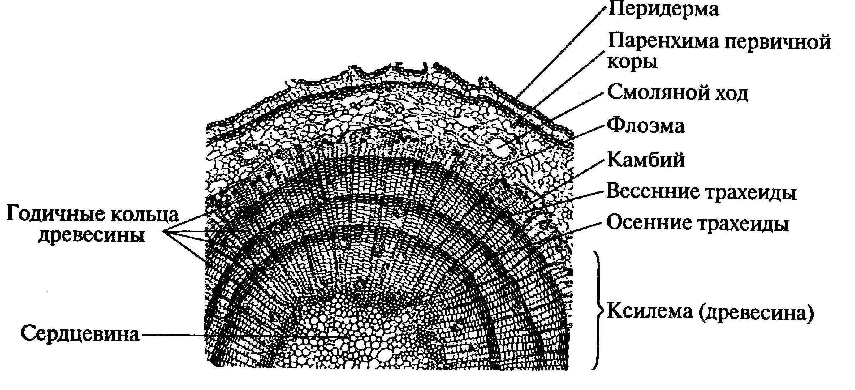 Первичная древесина. Стебель сосны обыкновенной поперечный срез. Поперечный срез ветки сосны. Поперечный срез стебля сосны. Строение стебля сосны обыкновенной.