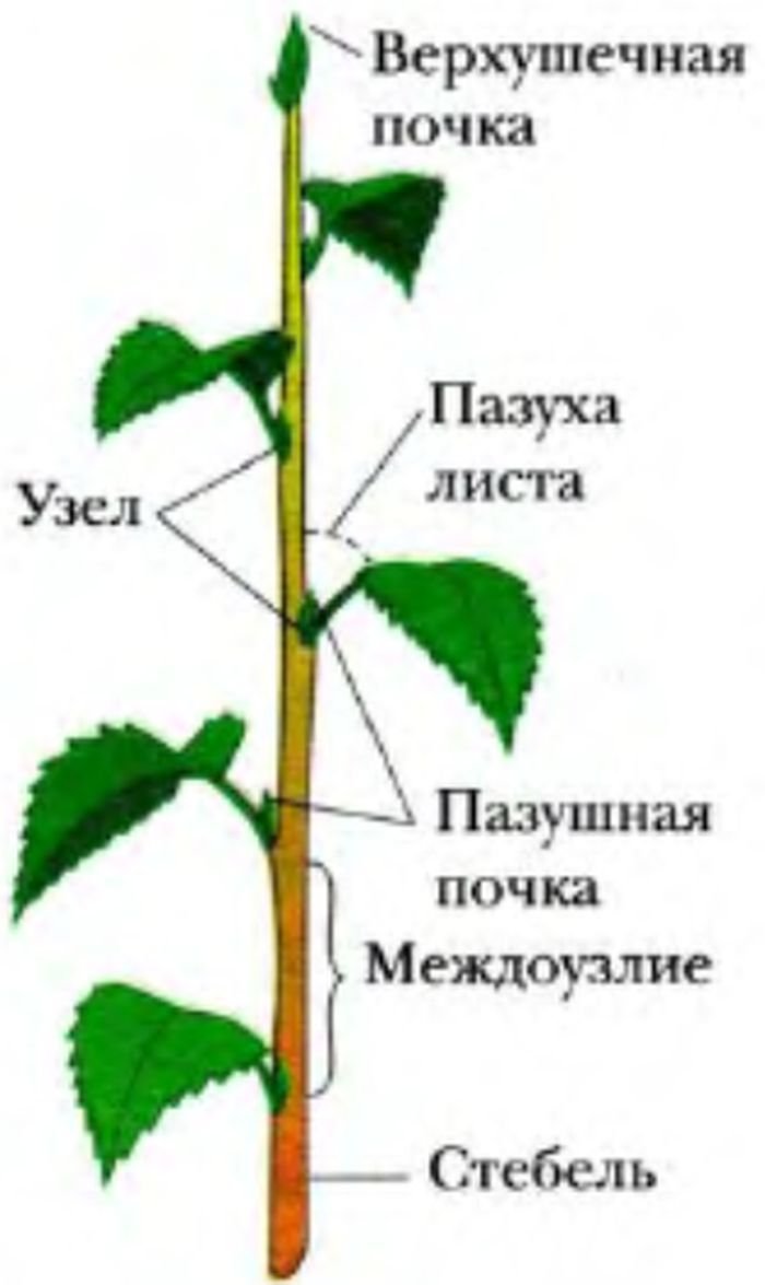 Строение цветковых растений