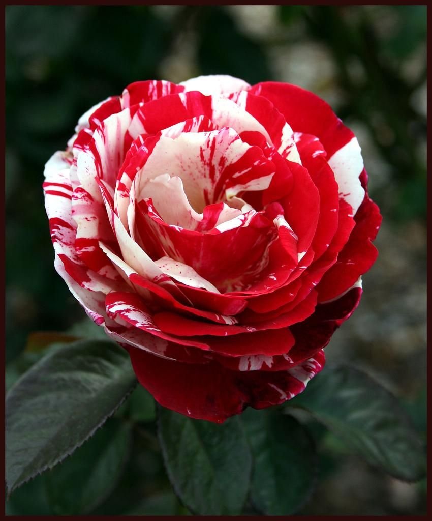 Плетистая роза Осирия