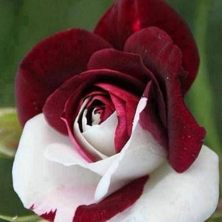 Роза Королевский бархат грандифлора
