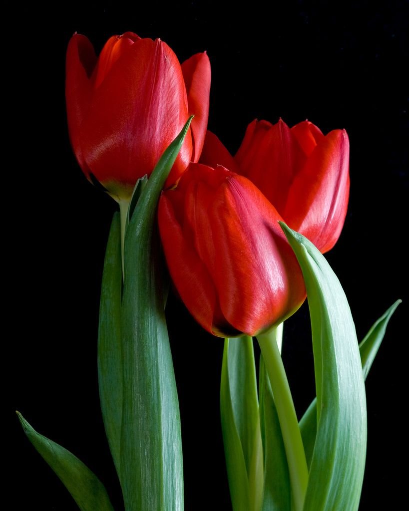 Красные тюльпаны для обложки в одно