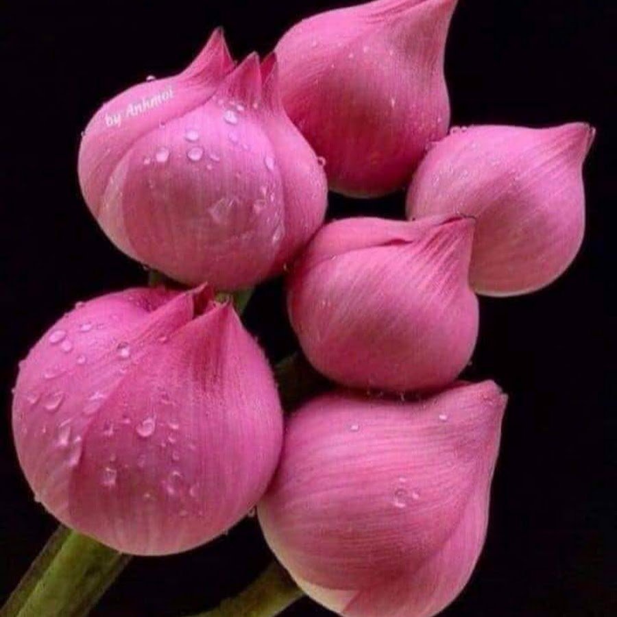 Самые необычные тюльпаны