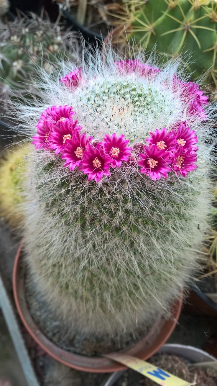 Mammillaria hahniana