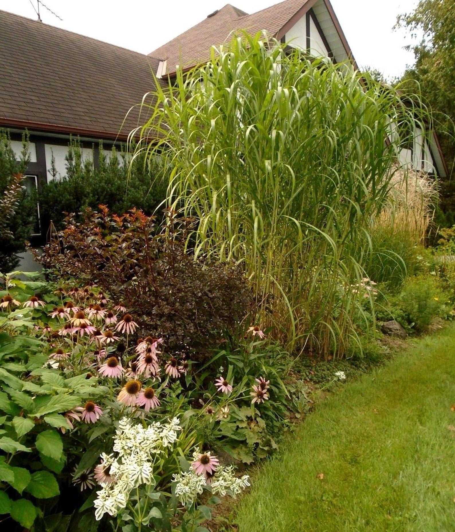 Мискантус в дизайне. Miscanthus floridulus. Мискантус обильноцветущий. Мискантус обильноцветущий giganteus. Мискантус гигантский.