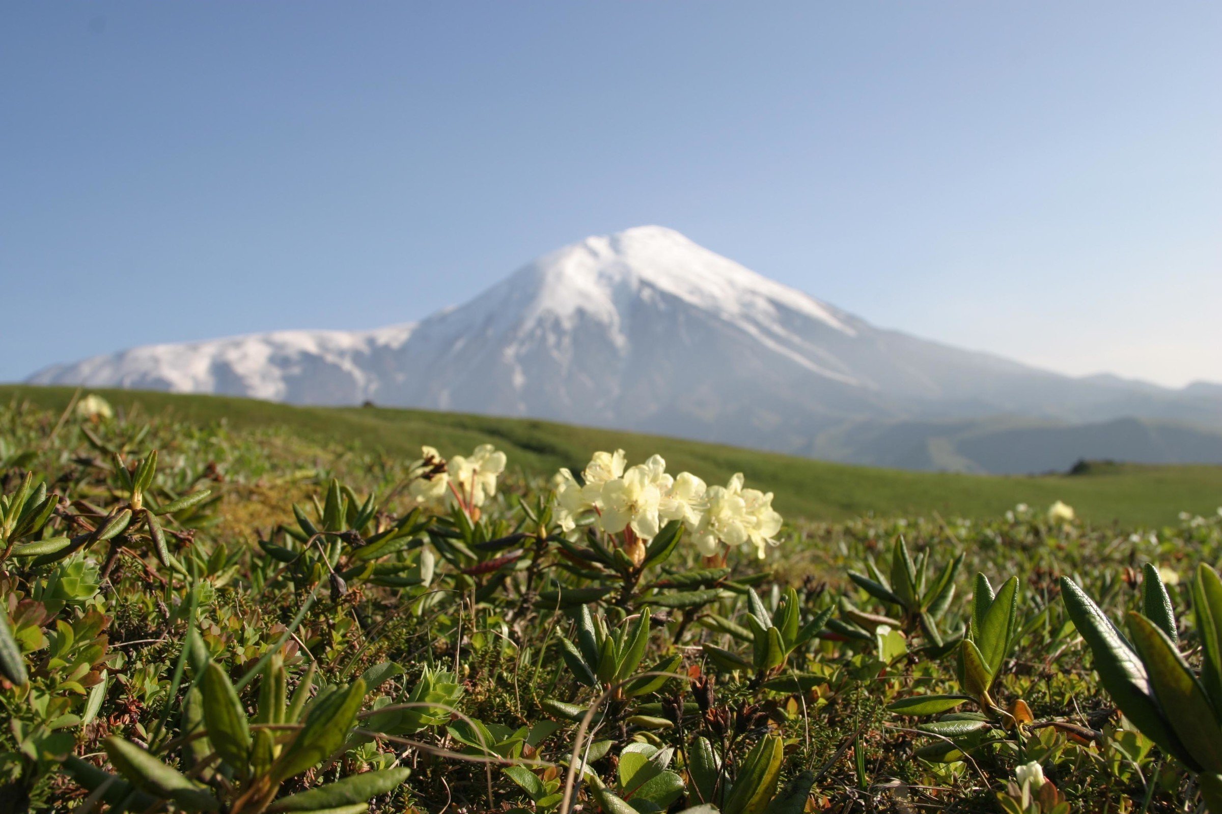 Рододендрон вулкан Камчатка