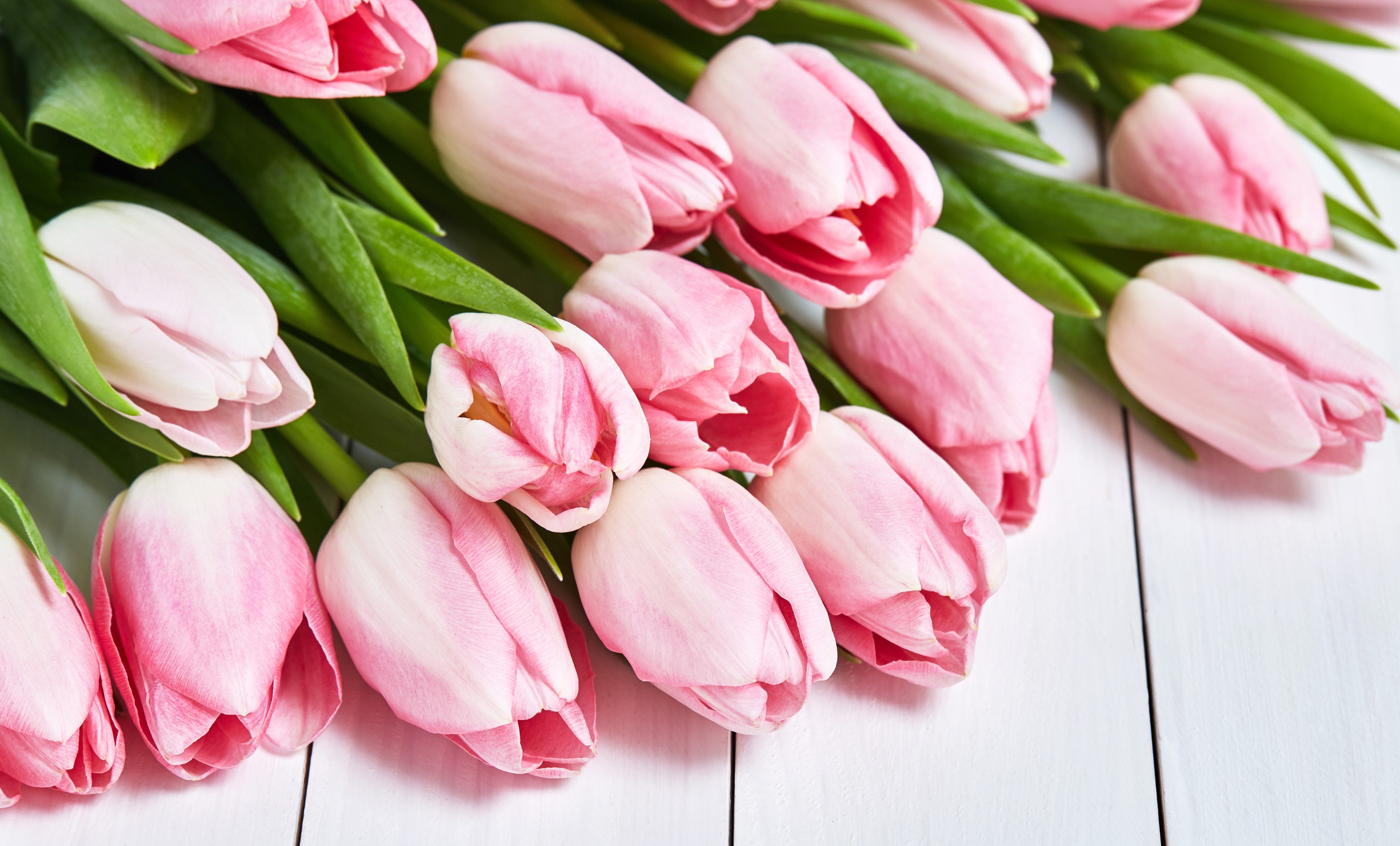 Красивые фото тюльпанов с 8. Пионовидный тюльпан. Пионовидные тюльпаны. Розовые тюльпаны.